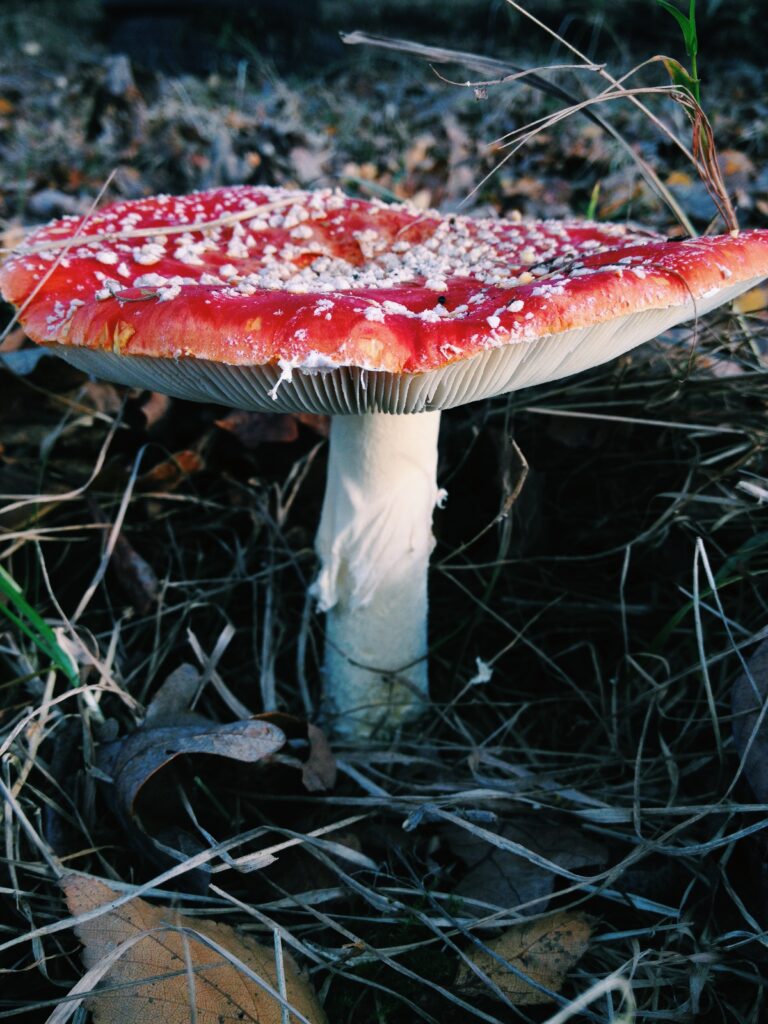 Fliegenpilz als Mykorrhiza neben einer Birke