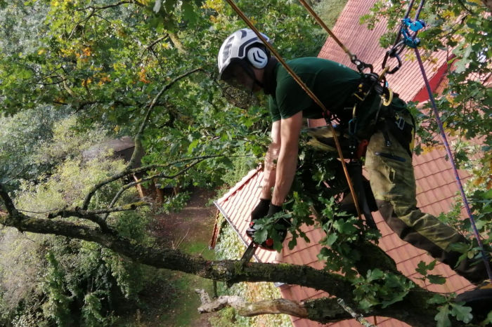 Baumpflege: Totholzentfernung mit Seilklettertechnik durch einen Baumkletterer