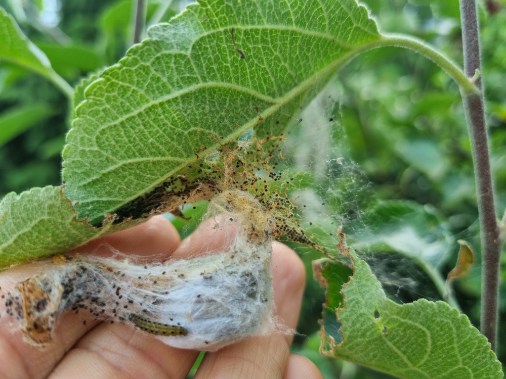 Apfelgespinstmotte und Obstbaumschnitt