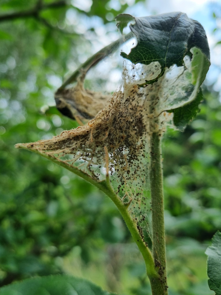 Die Blätter an diesem Trieb vom Apfelbaum wurden von den Motten gefressen - die Fraßspuren sind an den Blattresten noch zu erkennen, die meisten Blätter fehlen ganz